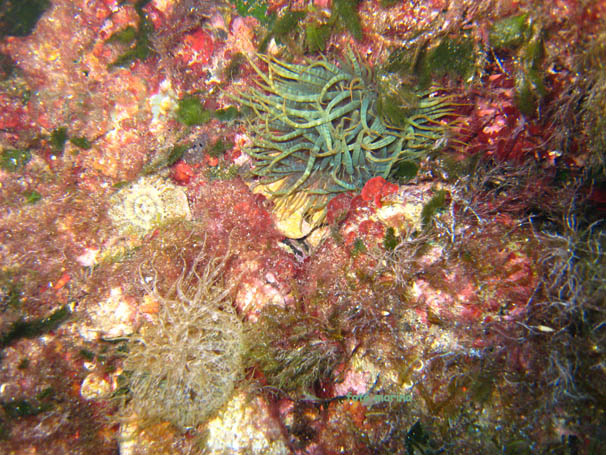 Aiptasia mutabilis